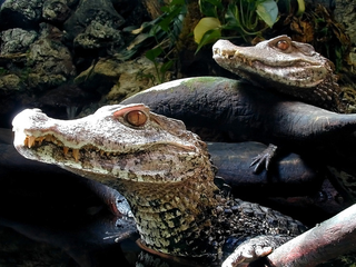 Illustration for article titled Sunday Crocodilian - Paleosuchus palpebrosus Edition
